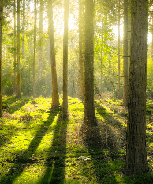 About_Environmental_Sustainability